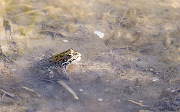 Žába Přírodu Parku Přírodě — Stock fotografie