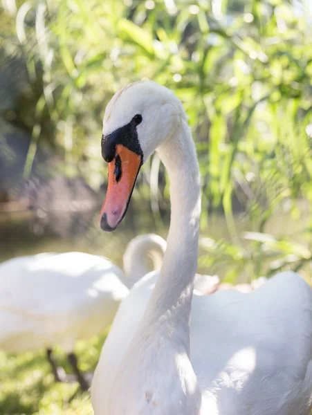 Cisne Blanco Zoológico Parque Naturaleza —  Fotos de Stock