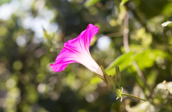 自然界中的粉红色花朵 在大自然的公园里 — 图库照片
