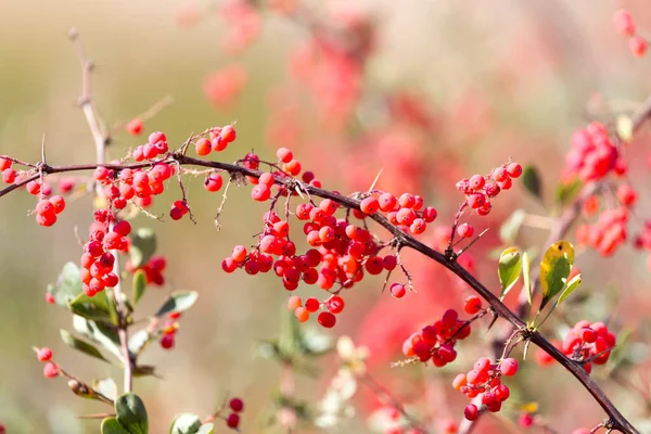 Barberry Rojo Naturaleza Parque Naturaleza —  Fotos de Stock