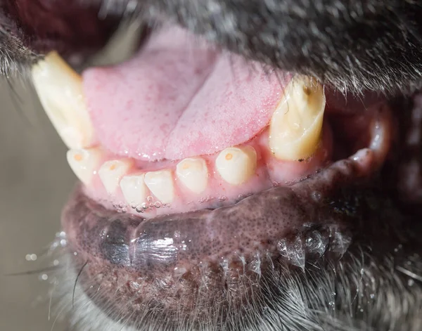 Big Teeth Black Dog Macro — Stock Photo, Image