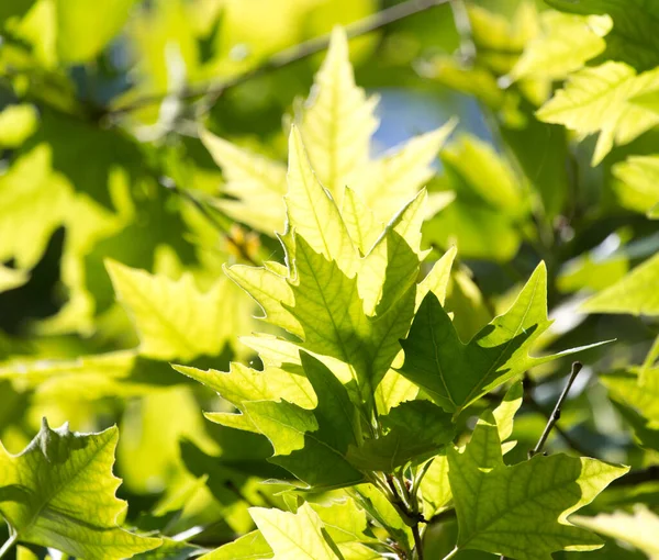 Groene Esdoorn Bladeren Natuur Het Park Natuur — Stockfoto