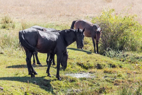 秋には牧草地で馬の群れが — ストック写真