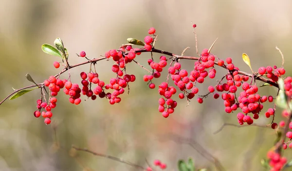 Épine Vinette Rouge Sur Nature Dans Parc Dans Nature — Photo