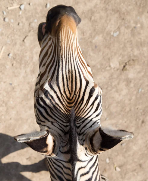 Zebra Doğadaki Parkta — Stok fotoğraf