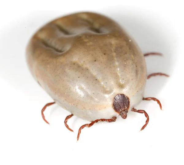 Kevermijter Een Witte Achtergrond Het Park Natuur — Stockfoto