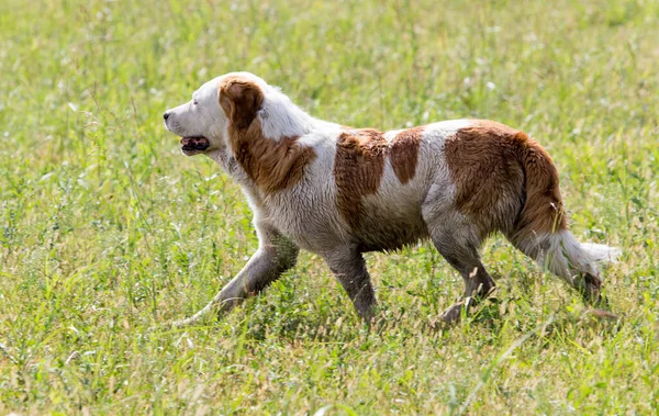 Chien Courant Sur Herbe Extérieur Dans Parc Dans Nature — Photo