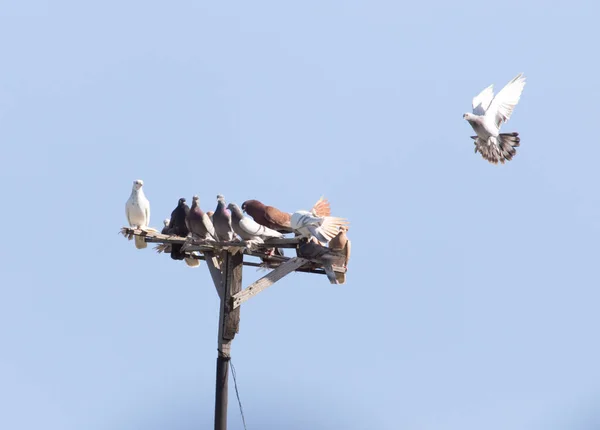 青い空に鳩の群れ 自然公園で — ストック写真