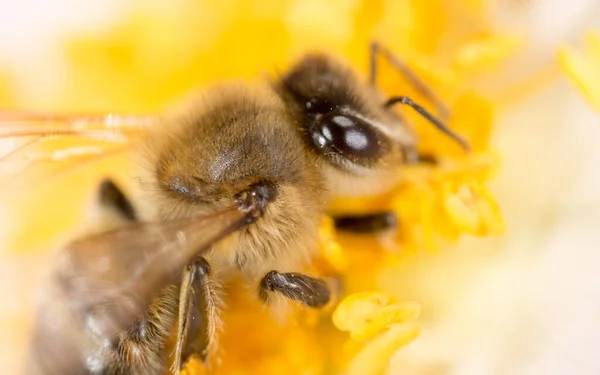Pszczoła Kwiatku Makro Parku Przyrodzie — Zdjęcie stockowe