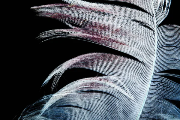 Feather Black Background Photo Abstract Texture — Stock Photo, Image