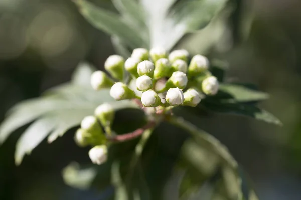 Beautiful White Flower Tree Nature — Stock Photo, Image