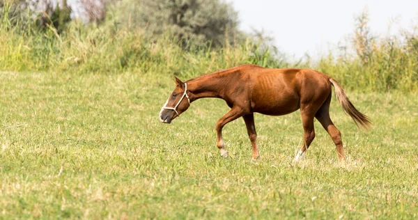 Horse Pasture Nature — Stock Photo, Image