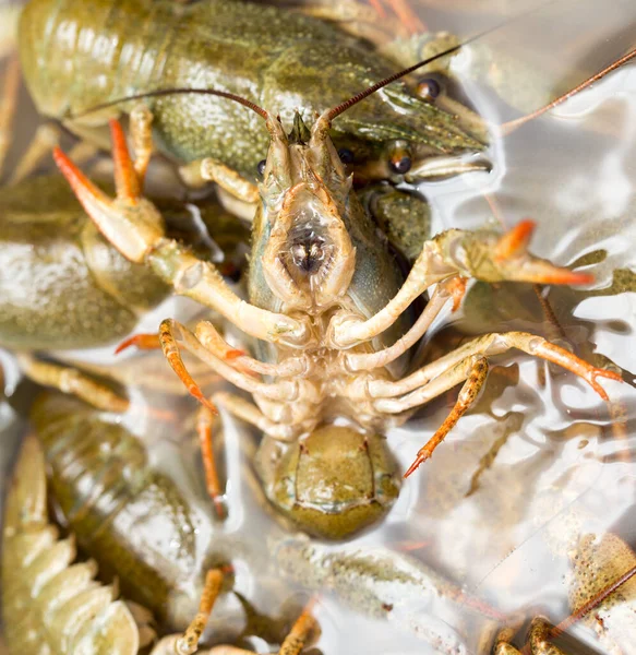 Crayfish Hidup Dalam Air Sebagai Latar Belakang — Stok Foto