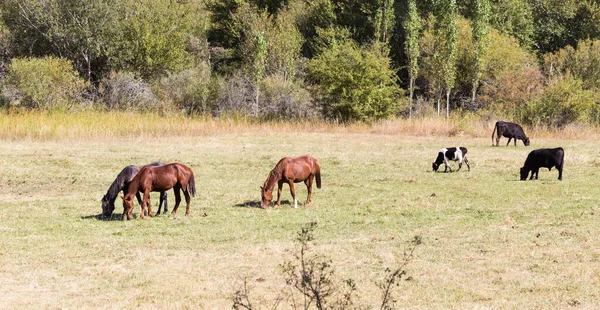 Hjordar Hästar Betesmark Hösten — Stockfoto