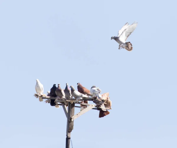 Bandada Palomas Cielo Azul Parque Naturaleza — Foto de Stock