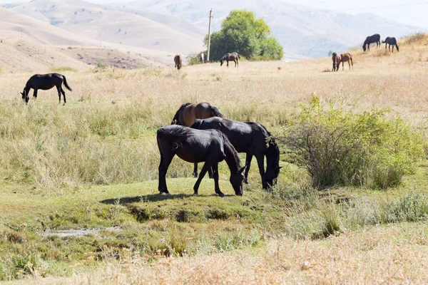 秋には牧草地で馬の群れが — ストック写真