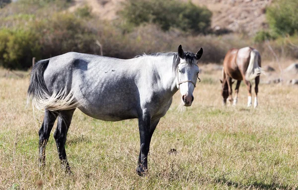 Cavallo Pascolo Autunno — Foto Stock