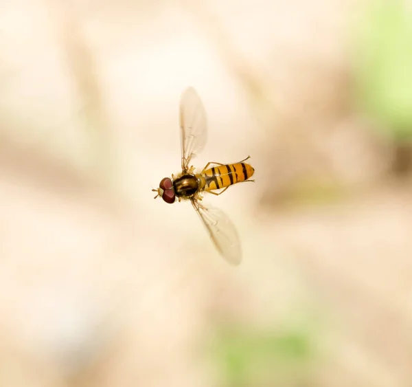 Fly Flight Nature Macro Park Nature — Stock Photo, Image