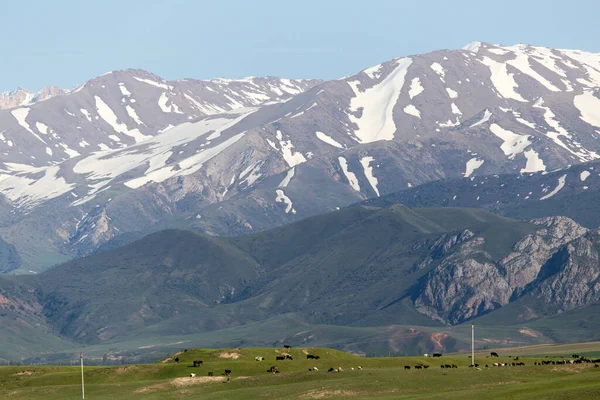 Tien Shan Dağları Nın Karlı Zirveleri Kazakistan — Stok fotoğraf