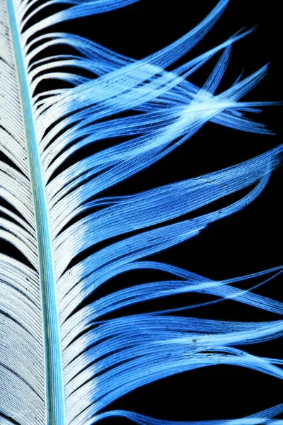 Pena Azul Sobre Fundo Preto Foto Uma Textura Abstrata — Fotografia de Stock