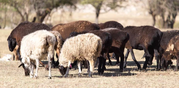 Schapen Natuur Herfst Het Park Natuur — Stockfoto