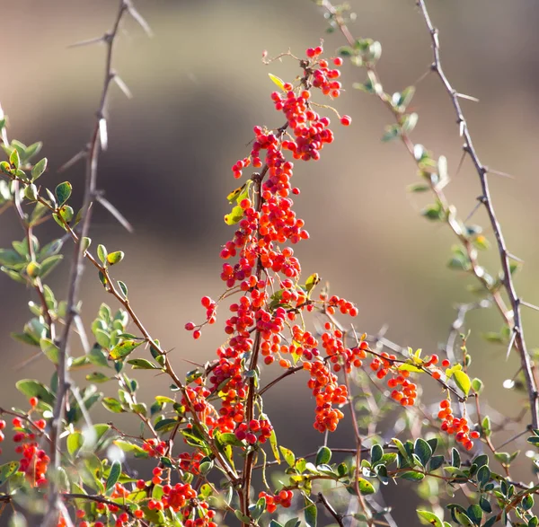 Červený Barberry Přírodu Parku Přírodě — Stock fotografie