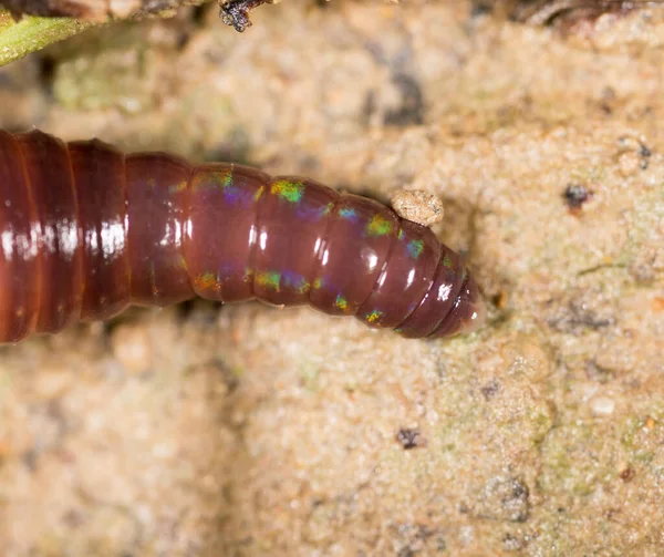 Doğadaki Solucan Süper Makro Doğadaki Parkta — Stok fotoğraf