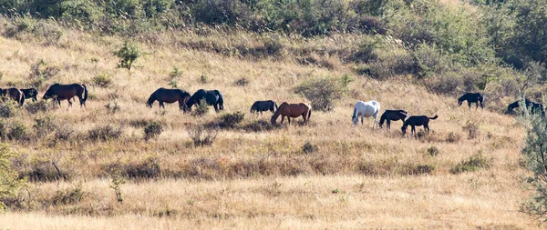 Manada Caballos Pasto Otoño —  Fotos de Stock