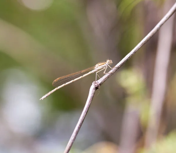 Libellula Natura Macro Nel Parco Nella Natura — Foto Stock