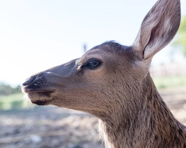 Jelenie Zoo Parku Przyrodzie — Zdjęcie stockowe