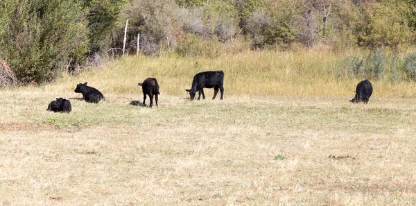 牛は秋に牧草地で 自然公園で — ストック写真