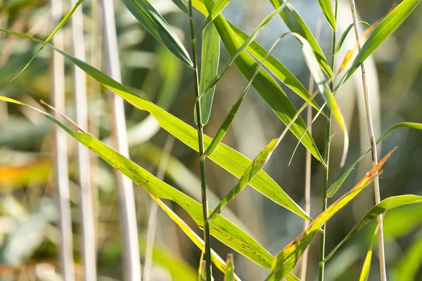 Bulrush Zewnątrz Jesienią Parku Przyrodzie — Zdjęcie stockowe