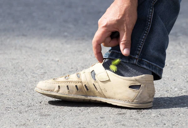 Yaya Olarak Dikenli Tohumlar Doğadaki Parkta — Stok fotoğraf