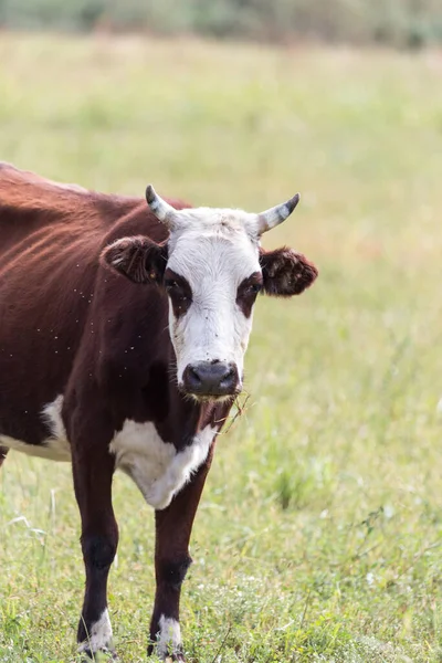 Krowa Pastwisku Naturze Parku Przyrodzie — Zdjęcie stockowe