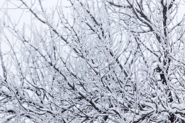 Śnieg Drzewie Naturze Parku Przyrodzie — Zdjęcie stockowe