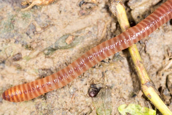 Doğadaki Solucan Süper Makro Doğadaki Parkta — Stok fotoğraf