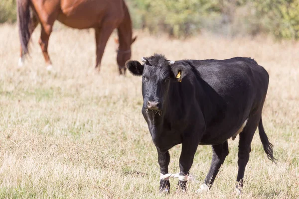 Vacas Pasto Otoño Parque Naturaleza — Foto de Stock