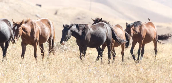 Herd Horses Pasture Fall — Stock Photo, Image