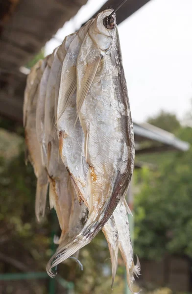 Torrsaltad Fisk Utomhus Parken Naturen — Stockfoto