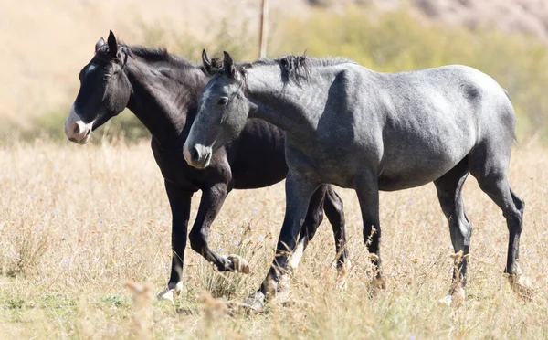 秋には牧草地で馬の群れが — ストック写真