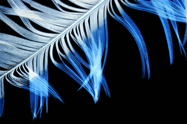黒い背景の青い羽 抽象的な質感の写真 — ストック写真