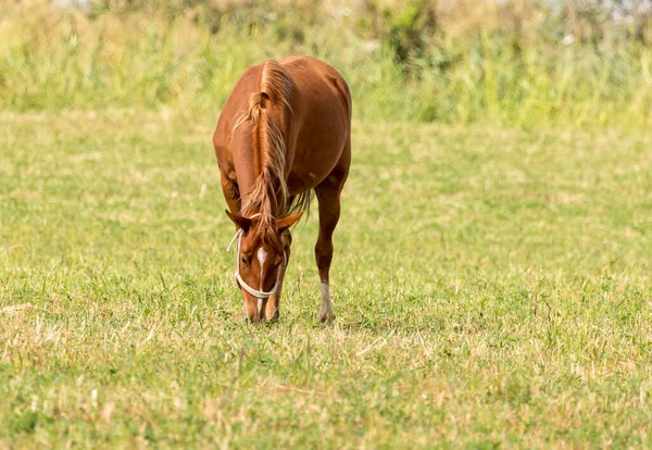 Лошадь Природе — стоковое фото
