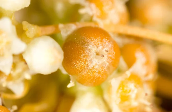 Nasiona Żółty Pasożyt Roślinny Parku Przyrodzie — Zdjęcie stockowe