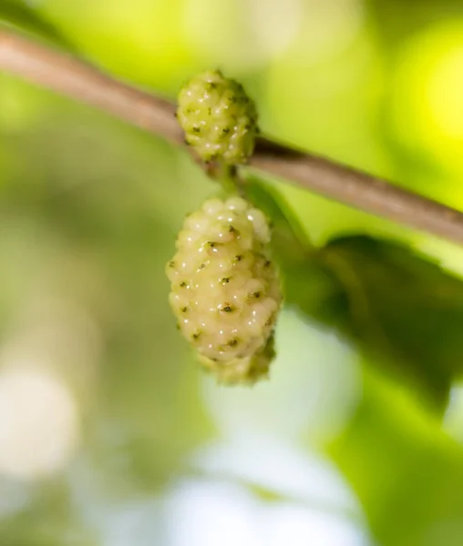 Amoreira Árvore Natureza — Fotografia de Stock