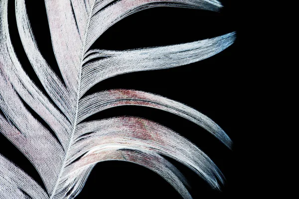 Feather Black Background Photo Abstract Texture — Stock Photo, Image