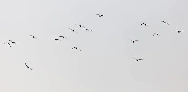 Een Kudde Meeuwen Lucht Bij Zonsondergang — Stockfoto