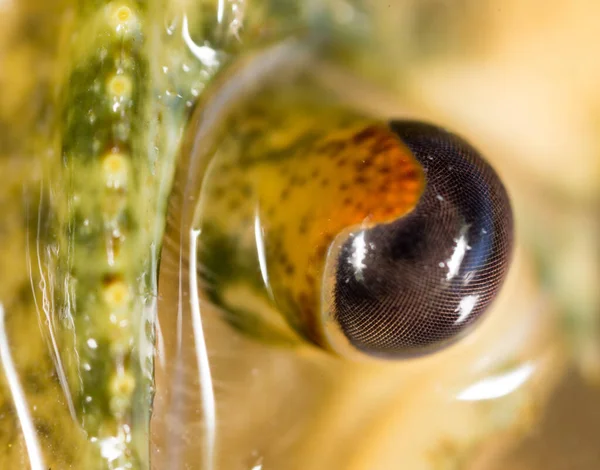 Kerevit, yakın çekim gözler. Doğadaki parkta.