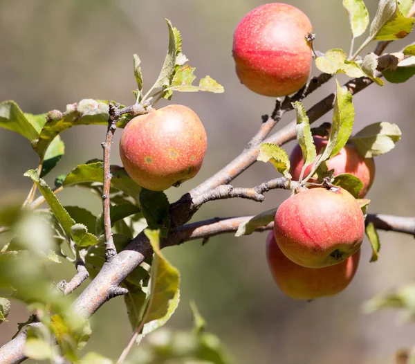 Mele Mature Sull Albero Natura — Foto Stock