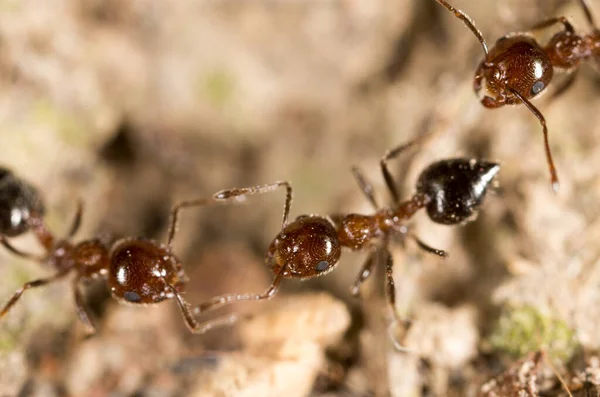 Ant Ground Macro Park Nature — Stock Photo, Image