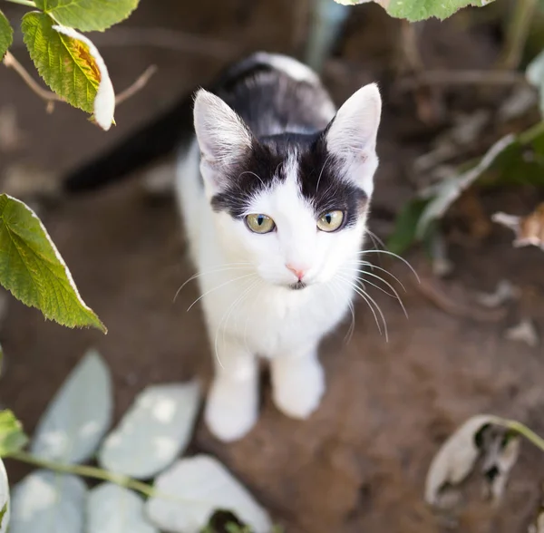 Doğada Güzel Bir Kedi Yavrusu Doğadaki Parkta — Stok fotoğraf